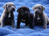 Heybetli Koca Kafa Küt Burun Cane Corso Yavrular