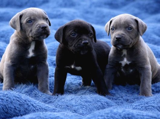 Heybetli Koca Kafa Küt Burun Cane Corso Yavrular görsel