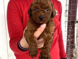 Red Brown Üst Kali̇te Toy Poodle Yavrular