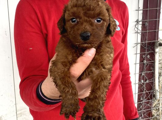 Red Brown Üst Kali̇te Toy Poodle Yavrular görsel