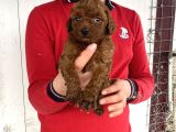 RED BROWN üST KALİTE TOY POODLE YAVRULAR