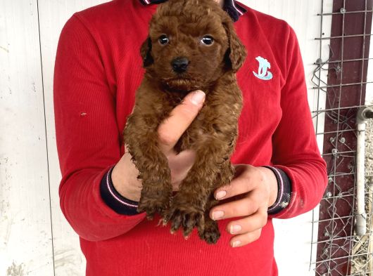 Red Brown Üst Kali̇te Toy Poodle Yavrular