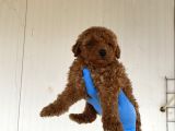 Toy Poodle Yavrularimiz