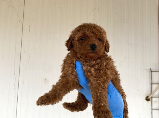 Toy Poodle Yavrularimiz görsel
