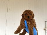 Toy Poodle Yavrularimiz