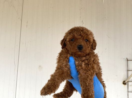 Toy Poodle Yavrularimiz görsel