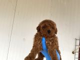 Toy Poodle Yavrularimiz