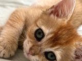 Safkan British Golden