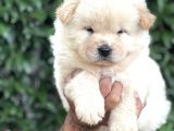 Efsane Pofuduk Chow Chow Yavrularımız
