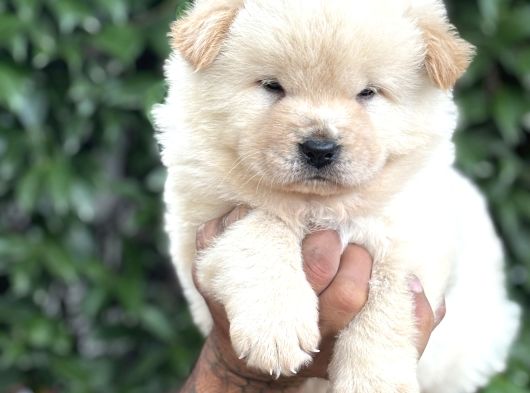 Efsane Pofuduk Chow Chow Yavrularımız görsel