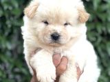 Efsane Pofuduk Chow Chow Yavrularımız