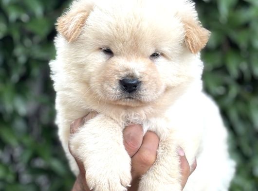 Efsane Pofuduk Chow Chow Yavrularımız görsel