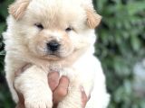 Efsane Pofuduk Chow Chow Yavrularımız