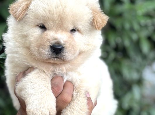 Efsane Pofuduk Chow Chow Yavrularımız görsel