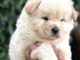 Efsane Pofuduk Chow chow yavrularımız