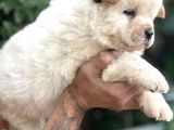 Efsane Pofuduk Chow Chow Yavrularımız