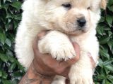 Efsane Pofuduk Chow Chow Yavrularımız