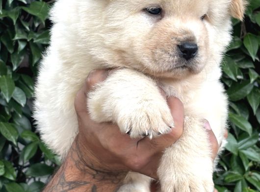 Efsane Pofuduk Chow Chow Yavrularımız görsel
