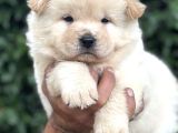 Efsane Pofuduk Chow Chow Yavrularımız