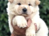 Efsane Pofuduk Chow Chow Yavrularımız