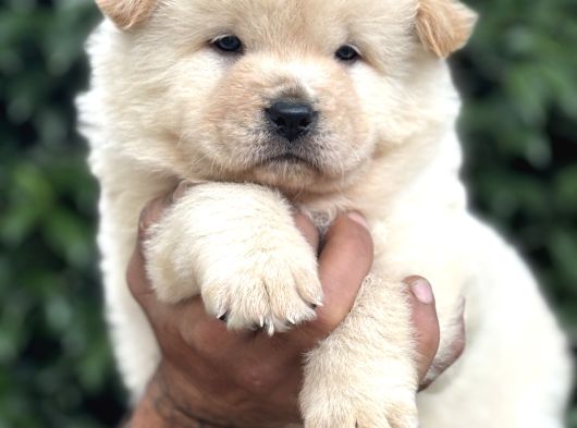 Efsane Pofuduk Chow Chow Yavrularımız görsel