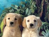 En uygun Baby Face golden bebekler