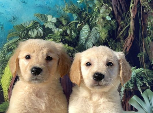 En Uygun Baby Face Golden Bebekler