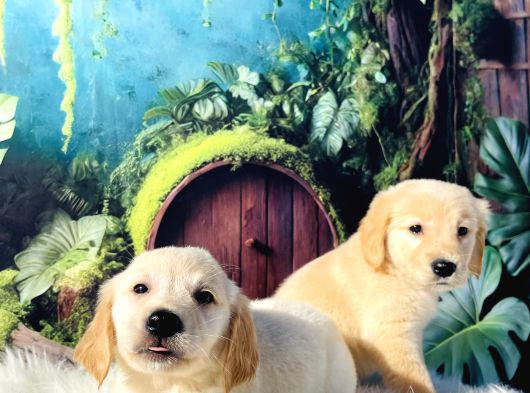 En Uygun Baby Face Golden Bebekler görsel