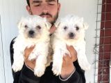 Beyaz  Maltese Terri̇er Yavrular