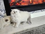 2 Gün Geçrli En Uygn Fiyat Garantisi Aşılı Safkan Yvrularım