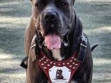 Safkan Cane Corso Son Erkek
