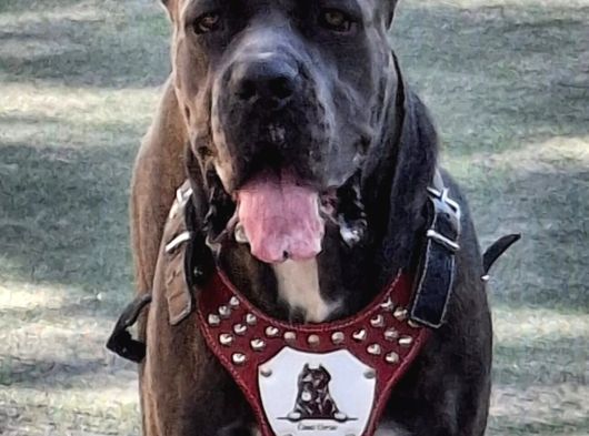 Safkan Cane Corso Son Erkek görsel