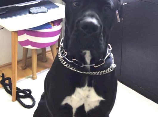 Safkan Cane Corso Son Erkek görsel