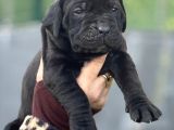 Dev gibi Muhteşem cane corso yavrularımı