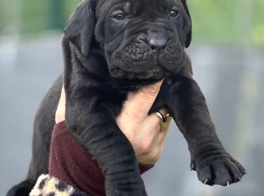 Dev gibi Muhteşem cane corso yavrularımı