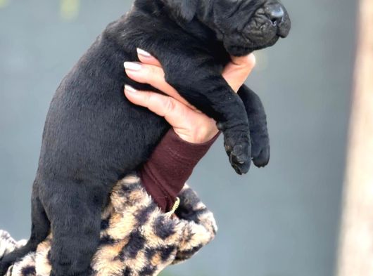 Dev Gibi Muhteşem Cane Corso Yavrularımı görsel