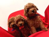 Orjinal Poodle Bebek Yüz