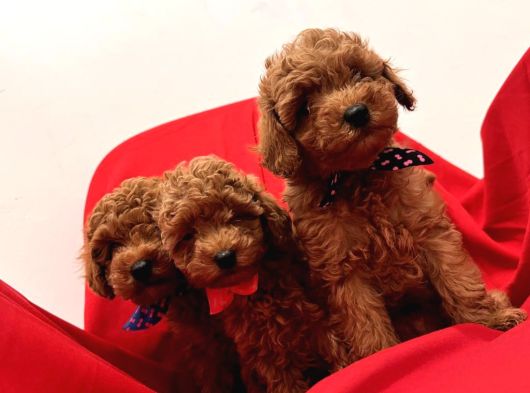 Orjinal Poodle Bebek Yüz