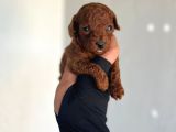 Dişi Teacup Kore Dark Redbrown Poodle Yavrularım