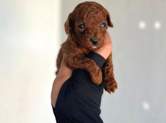 Dişi Teacup Kore Dark Redbrown Poodle Yavrularım görsel