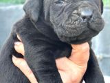 Dev Gibi Muhteşem Cane Corso Yavrularımı