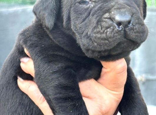Dev Gibi Muhteşem Cane Corso Yavrularımı görsel
