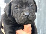 Dev Gibi Muhteşem Cane Corso Yavrularımı