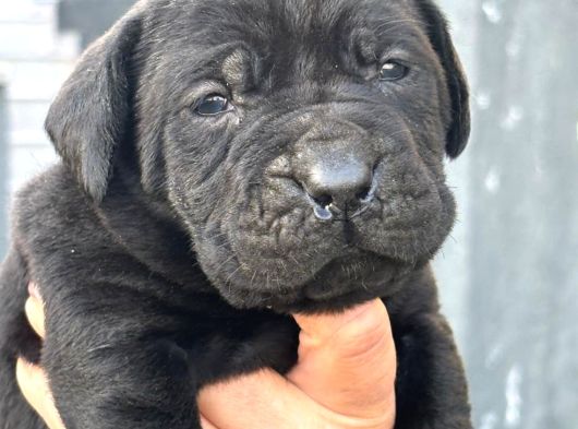 Dev Gibi Muhteşem Cane Corso Yavrularımı görsel