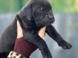 Dev Gibi Muhteşem Cane Corso Yavrularımı