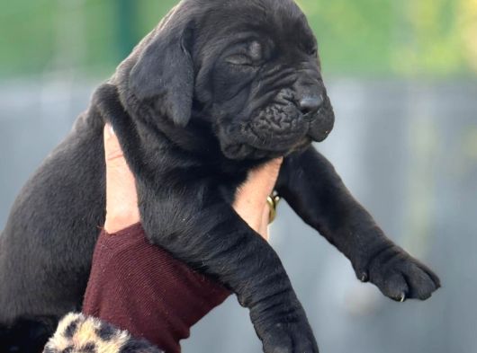 Dev Gibi Muhteşem Cane Corso Yavrularımı görsel