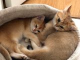 Safkan British Golden