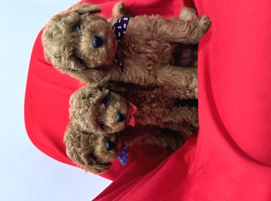 Orjinal Poodle Bebek Yüz görsel