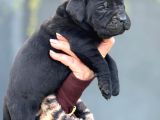 Dev Gibi Muhteşem Cane Corso Yavrularımı