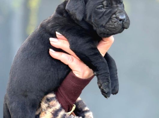 Dev Gibi Muhteşem Cane Corso Yavrularımı görsel